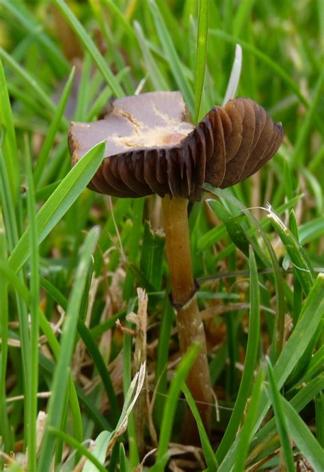 Psilocybe Stuntzii | Blue Ringer Mushrooms | magic mushrooms