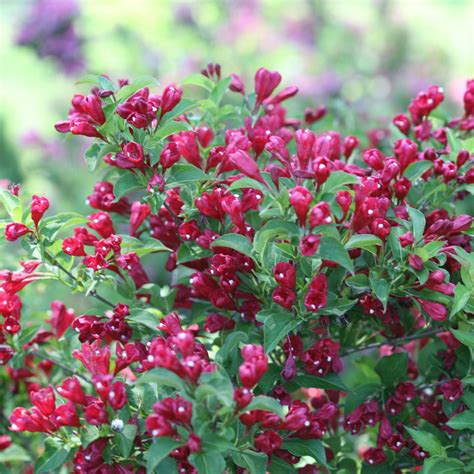 Sonic Bloom Red Weigela | Buy Proven Winners® Plants Online – Proven Winners Direct™