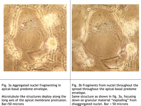 Figure 1 from Pyknotic chromatin in mitonucleons elevating in syncytia 1 undergo karyorhhexis ...