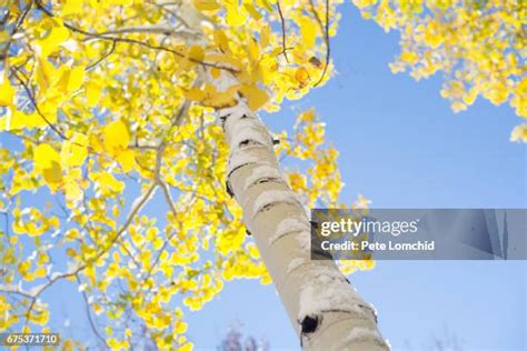 2,200 Aspen Trees Snow Stock Photos, High-Res Pictures, and Images ...