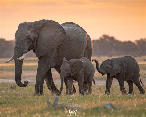 African Safari Animals Ultimate Photography Guide: 33 Photos, Tips ...