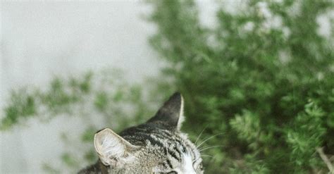 Photo Of Cat Yawning · Free Stock Photo