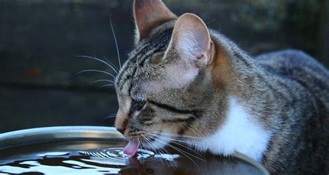 The Importance Of Pet Hydration - PetlifeSA