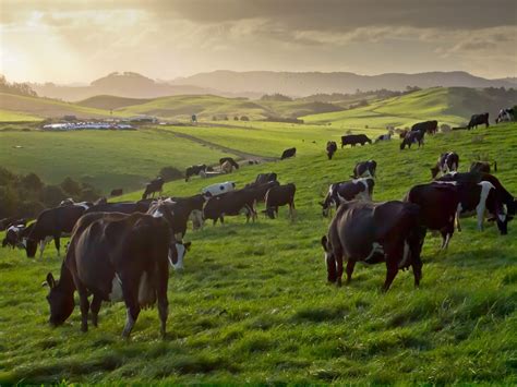 How many acres of pasture do your cows need?