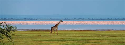 lake-manyara-national-park-flamingos | Tanzania Safari Supremacy