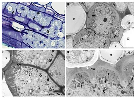 Anatomy of Heterodera schachtii induced-syncytium in Arabidopsis ...