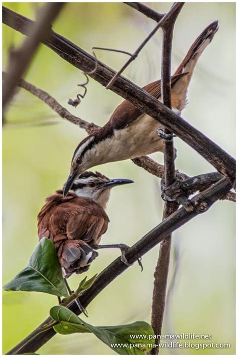 Birds photos from Darien, Panama (pt. 1 - Bicolored Wren)