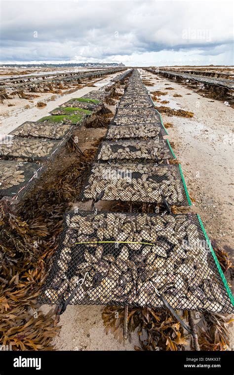 Oyster farming hi-res stock photography and images - Alamy