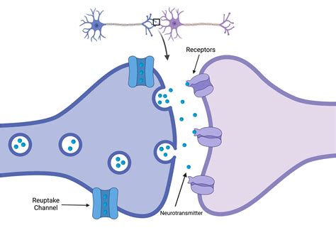 Serotonin: Functions of Serotonin in Humans | Viquepedia