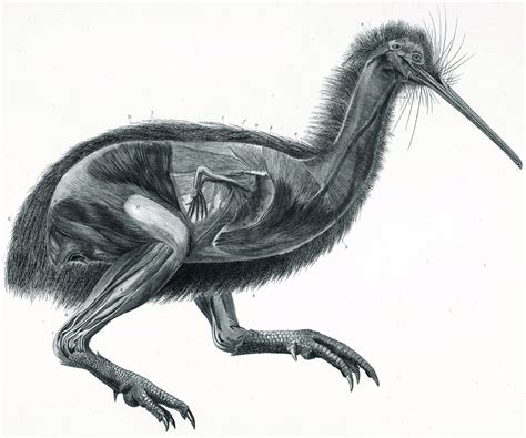 Scientific illustration, Flightless bird, Birds