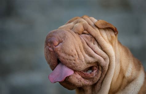 10 Wrinkly Facts About the Shar-Pei