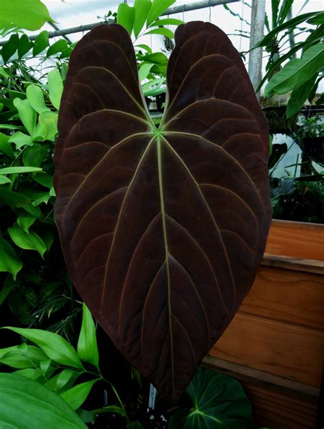 27+ foliage anthurium varieties plants - SethGeneva