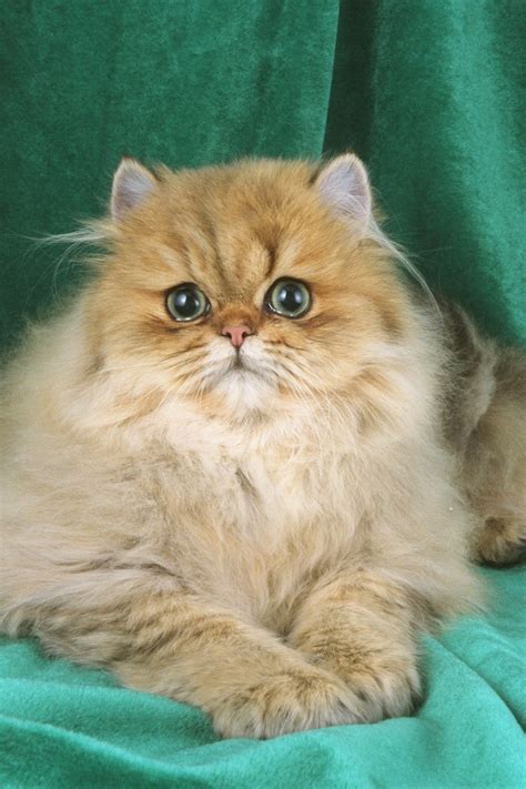 Health Problems in Persian Cats - Annie Many