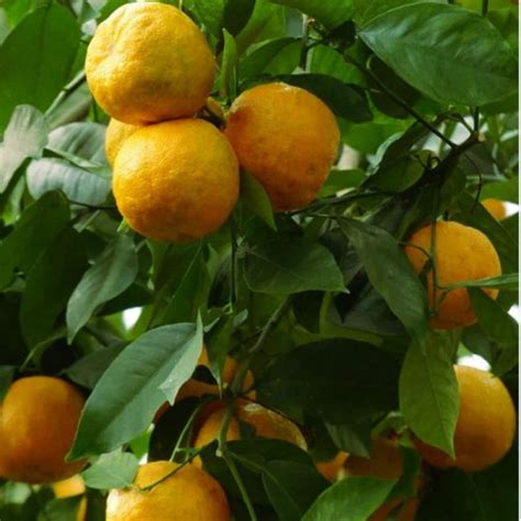 Citrus Aurantium – EDIL Nurseries