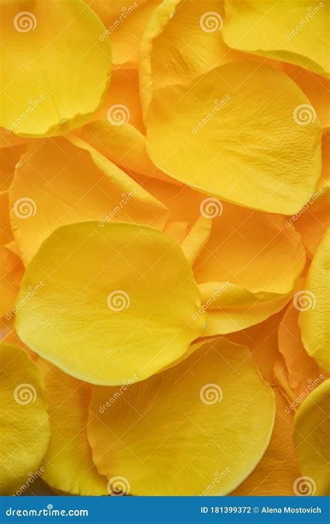 Yellow Rose Petals. Background for the Design Stock Photo - Image of flora, love: 181399372