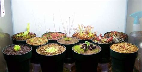 How to make a carnivorous plant terrarium - Carnivorous Plant Resource