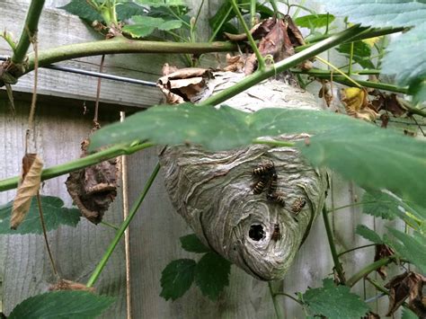 What Does A Wasp Nest Look Like & How Do You Spot Them? - Andy Law Pest ...