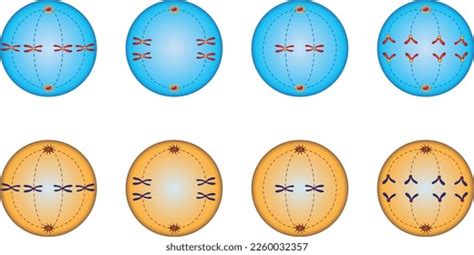 Biology Cell Cell Division Examples Mitosis Stock Vector (Royalty Free) 2260032357 | Shutterstock