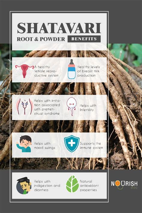 Shatavari Root & Powder Benefits,Uses, Side Effects | Shatavari benefits, Pregnancy herbs, Benefit