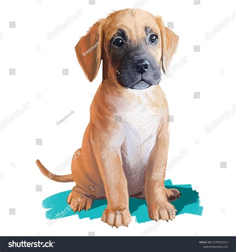 337 Boxer Lab Images, Stock Photos & Vectors | Shutterstock