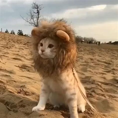 Funny Cat Lion Costume