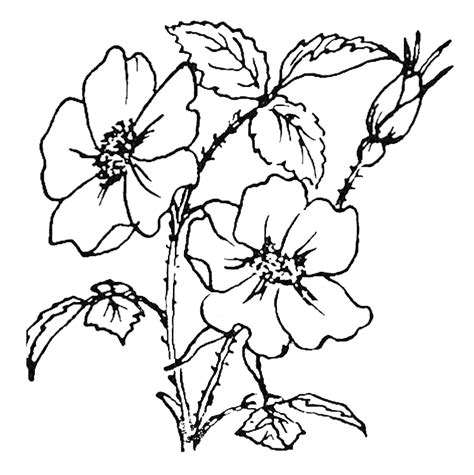 Desert Flowers Coloring Pages