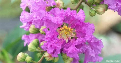 Lagerstroemia Speciosa Care: todo sobre el creciente orgullo de la ...