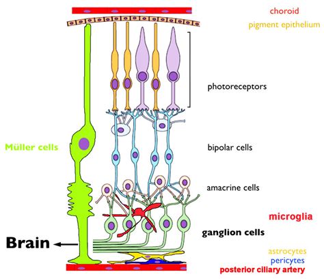 A schematic of the retina showing overall arrangement of retinal layers... | Download Scientific ...