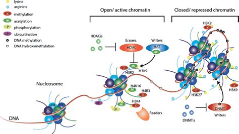 Figure 2 from Molecular imaging of estrogen receptors | Semantic Scholar