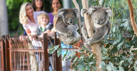 Melbourne Zoo: 1-Day Entry Ticket | GetYourGuide