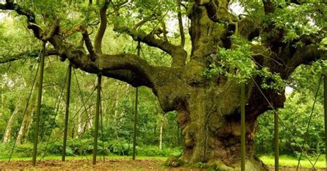 Wildlife and Flowers: SAVE SHERWOOD FOREST ENGLAND FROM FRACKING