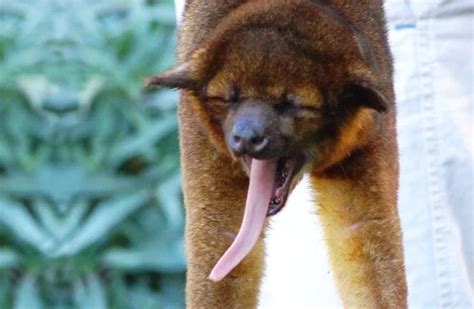 Kinkajou showing his long tongue. | Animals wild, Animals, Raccoon funny