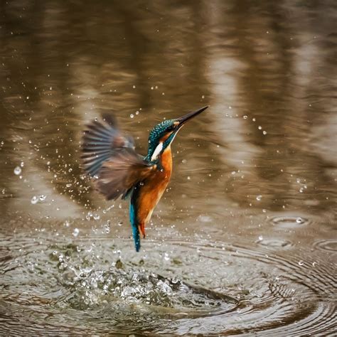 Kingfisher Bird Animal - Free photo on Pixabay