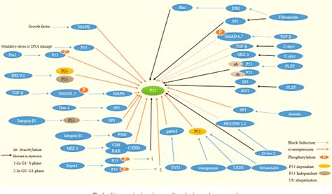 Figure 1 from Multiple functions of p21 in cell cycle, apoptosis and ...