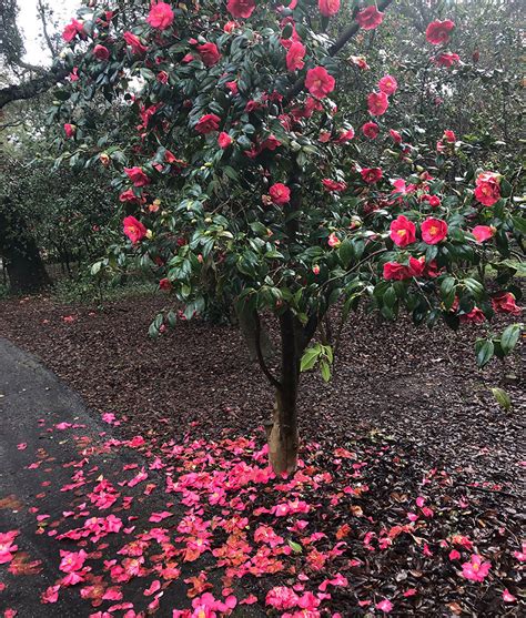 Caring for Camellias - Fine Gardening