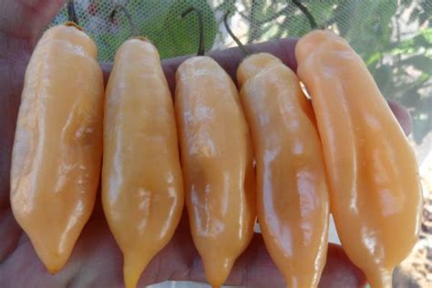 Sugar Rush Peach Pepper Seeds | Super Hot Chiles