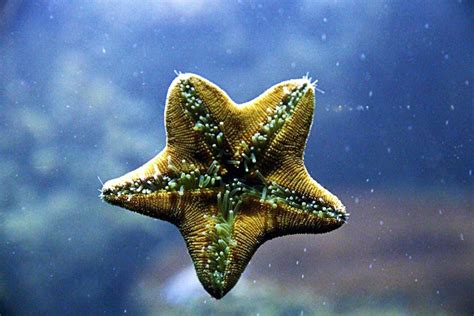 What Do Starfish Eat? A Complete Guide To Starfish Feeding