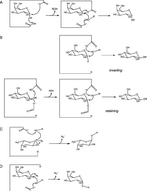 Reaction mechanism of glycosidases and glycosynthases. ( A ) Reaction... | Download Scientific ...