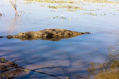 270+ Burkina Faso Wildlife Stock Photos, Pictures & Royalty-Free Images ...