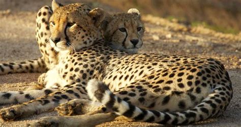 Kruger Park Wildlife Guide : Animals and Birds of Kruger Park