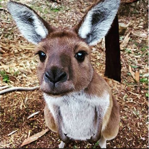 Top 10 cutest Australian animals | pureSA