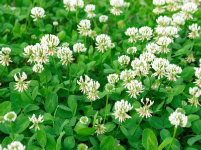 Grow A White Clover Lawn - Using Clover As A Grass Substitute - Gardening Know How