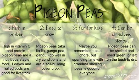 Pigeon Peas - Green SXM - Drought Resistant Caribbean Permaculture