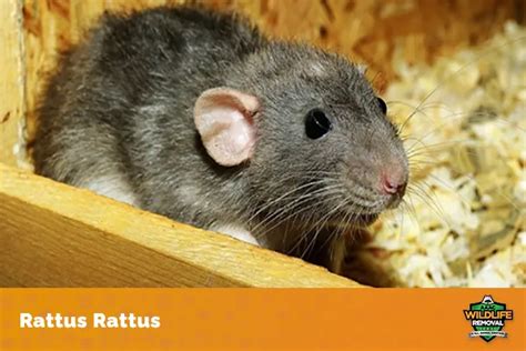 Where Did Rats Originate? - AAAC Wildlife Removal