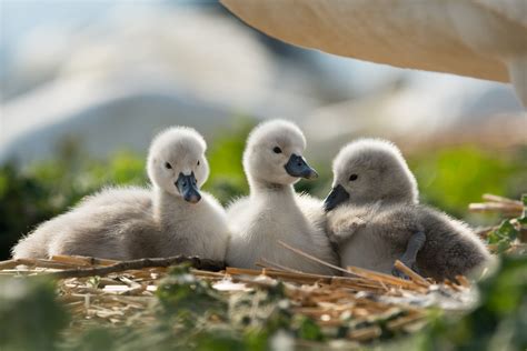 Swannery Cygnets Hatching – Abbotsbury Tickets