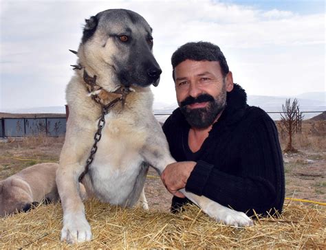 Kangal dogs to be hired for Turkey’s border post security - Turkey News