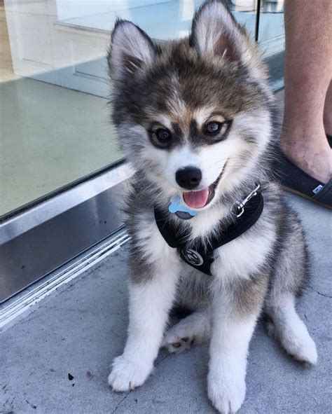 Norman the Pomeranian Husky Mix - One Puppy That Will Melt Your Heart