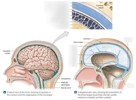 The cranial meninges Diagram | Quizlet