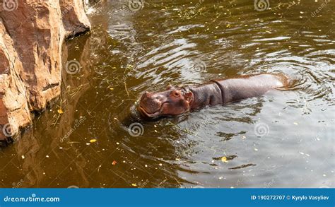 Hippo Feeding By Guests Of The Zoo. Reproduction And Care Of Hippos Royalty-Free Stock ...