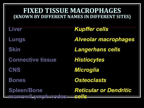 SPLEEN AND RETICULOENDOTHELIAL SYSTEM